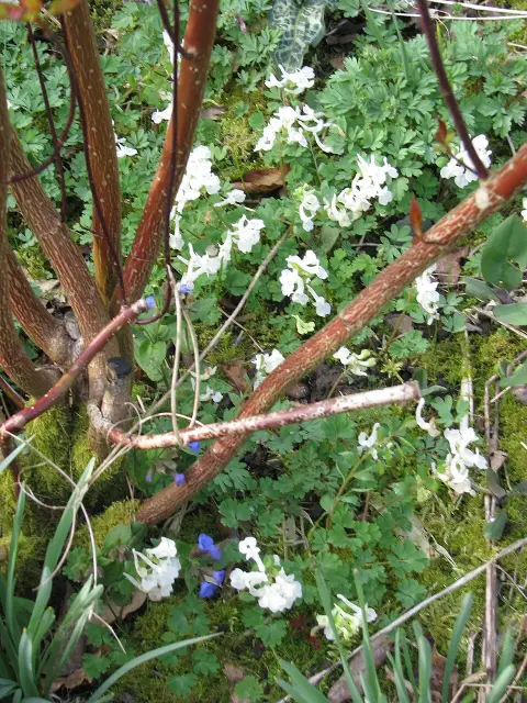 Barnás levelű, fekete vesszejű som / Cornus alba 'Kesselringii'