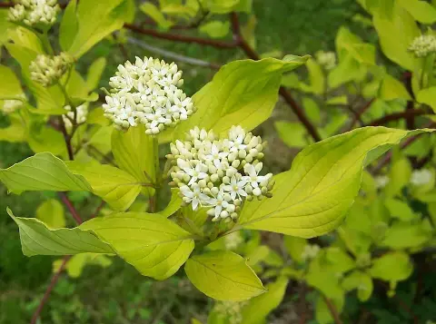 Rózsaszines tarka levelű, piros vesszejű som / Cornus alba 'Miracle' ®