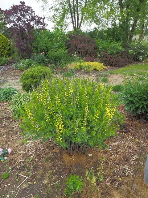 Borsófürt / Baptisia DECADENCE® DELUXE 'Blue Bubbly'