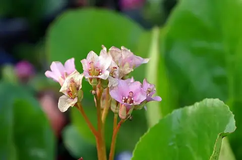 Bőrlevél / Bergenia 'Baby Doll'