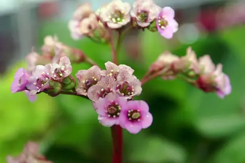 Bőrlevél / Bergenia 'Bressingham Ruby'