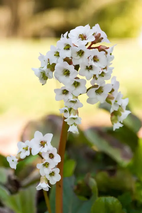 Bőrlevél / Bergenia 'Bressingham White'