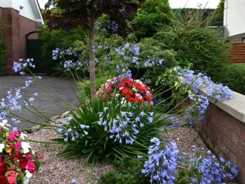 Szerelemvirág / Agapanthus 'Northern Star®'