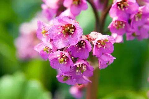 Bőrlevél / Bergenia 'Eden's Dark Margin'