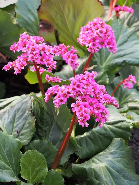 Bőrlevél / Bergenia 'Morgenröte'