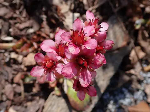 Nyelves bőrlevél / Bergenia ciliata 'Dumbo'