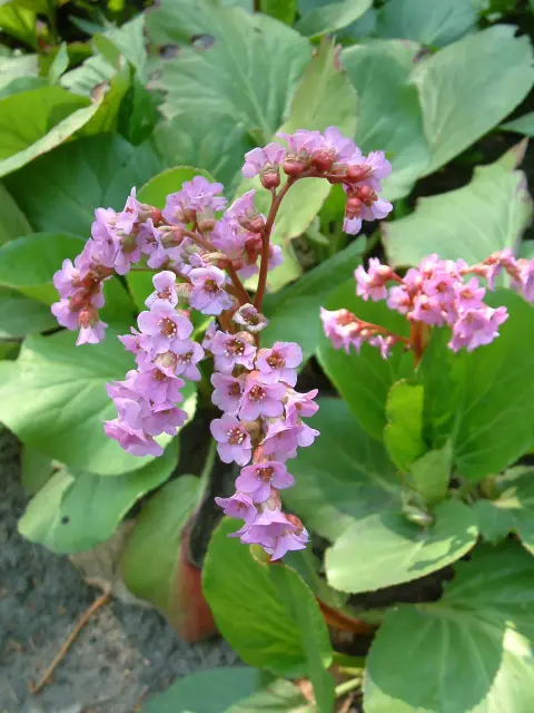 Szívlevelű bőrlevél / Bergenia cordifolia 'Ouverture' (syn. 'Eroica')