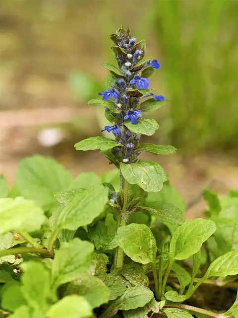 Indás ínfű / Ajuga reptans