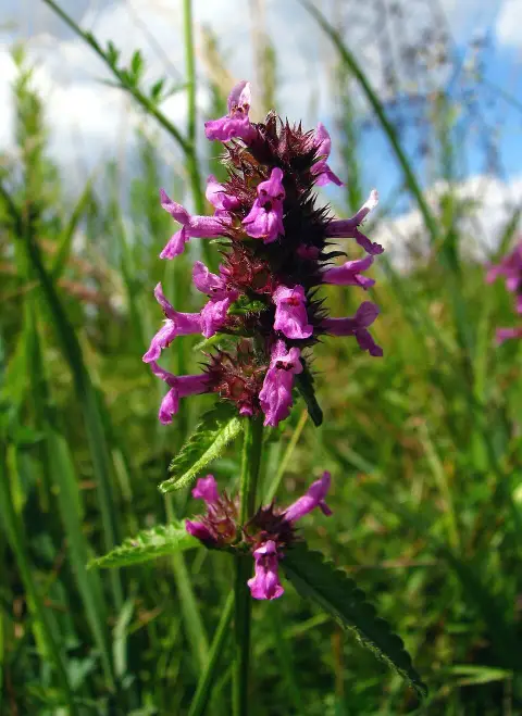 Orvosi bakfű / Betonica (syn. Stachys) officinalis 'Ukkie'
