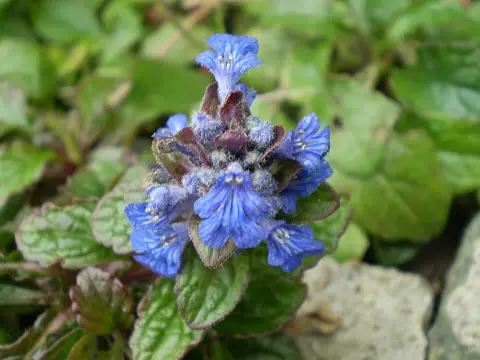 Indás ínfű / Ajuga reptans 'Atropurpurea'