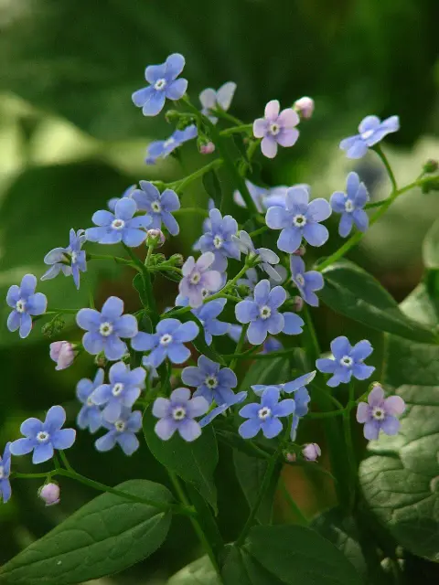 Szibériai nefelejcs / Brunnera sibirica