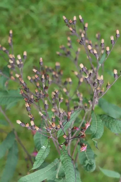 Csomós harangvirág / Campanula glomerata 'Joan Elliot'