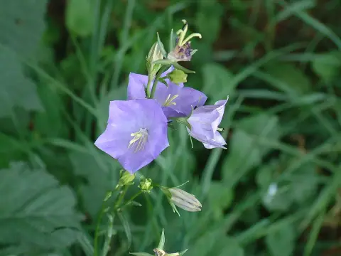 Baracklevelű harangvirág / Campanula persicifolia 'Azure Beauty'