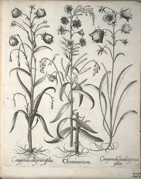 Baracklevelű harangvirág / Campanula persicifolia 'Caerulea'