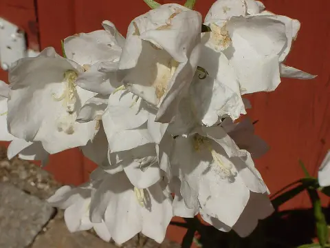 Baracklevelű harangvirág / Campanula persicifolia 'White'