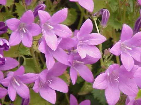 Dalmát harangvirág / Campanula portenschlagiana 'Lieselotte'