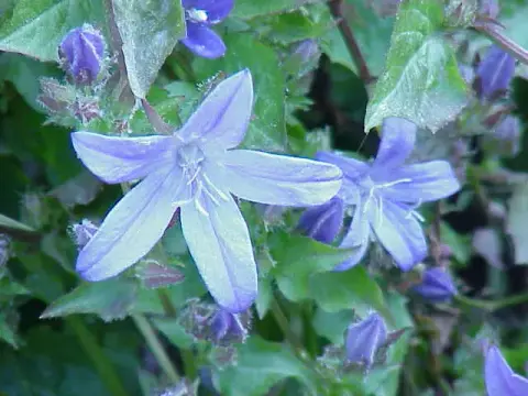 Balkáni harangvirág / Campanula poscharskyana 'Schneeranke'