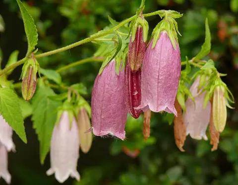 Pettyegetett harangvirág / Campanula punctata 'Vine'n Rubies'