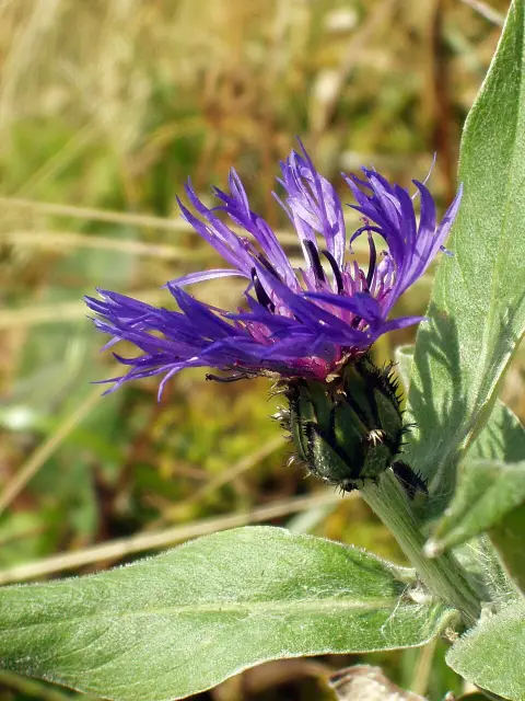 Hegyi imola / Centaurea montana 'Jordy'