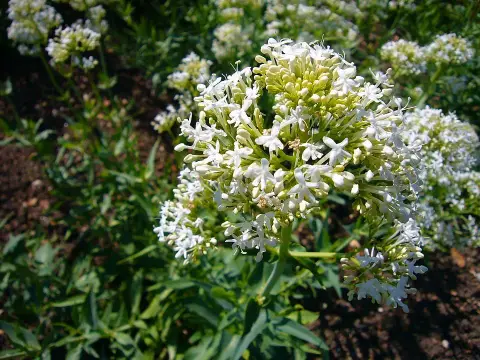 Piros sarkantyúvirág / Centranthus ruber 'Albus'