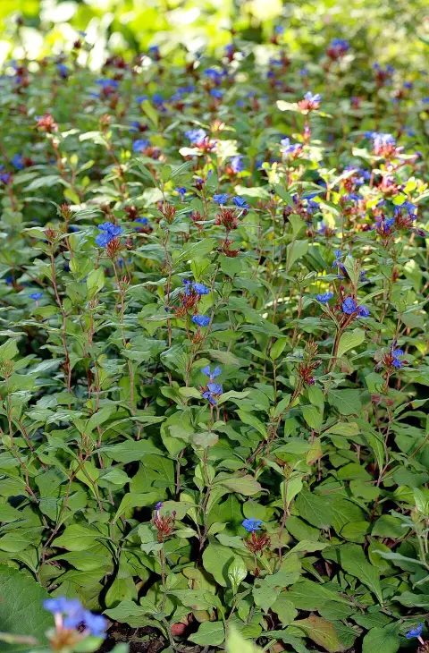 Tarackoló kékgyökér / Ceratostigma plumbaginoides