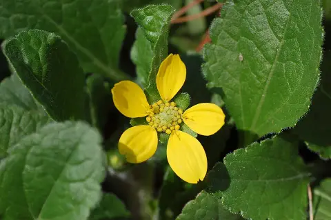 Aranykosárka  / Chrysogonum virginianum 'Andre Viette'