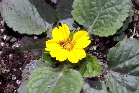 Aranykosárka  / Chrysogonum virginianum 'Pierre'