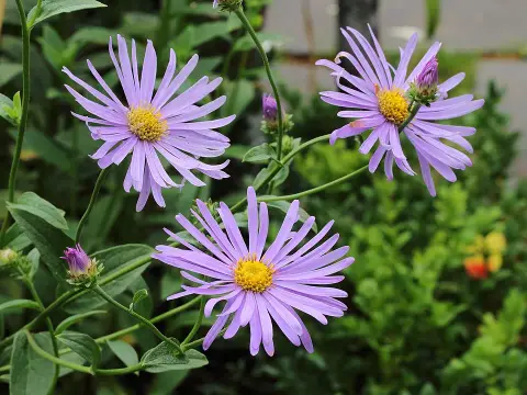 Karcsúsugarú őszirózsa / Cordiofontis flexuosa (syn. Aster thomsonii)