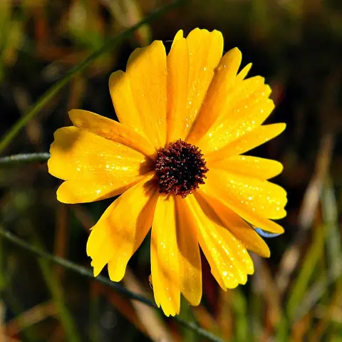 Menyecskeszem / Coreopsis Big Bang 'Full Moon'