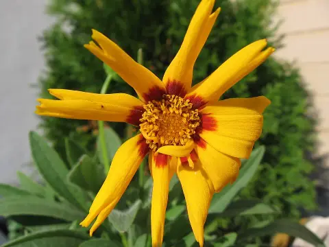 Nagyfészkű menyecskeszem / Coreopsis grandiflora 'Christchurch'