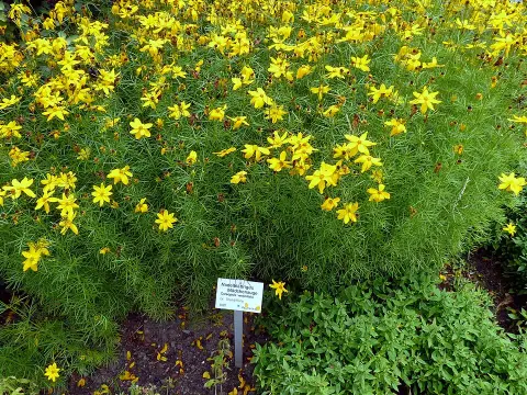 Keskenylevelű menyecskeszen / Coreopsis verticillata 'Grandiflora'