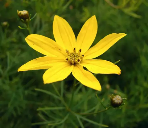 Keskenylevelű menyecskeszem / Coreopsis verticillata 'Route 66'