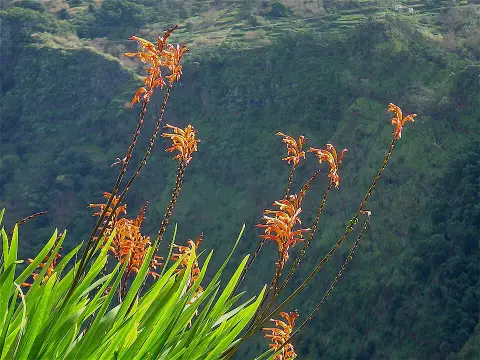 Sáfrányfű / Crocosmia NOVA 'Gold Dust®'