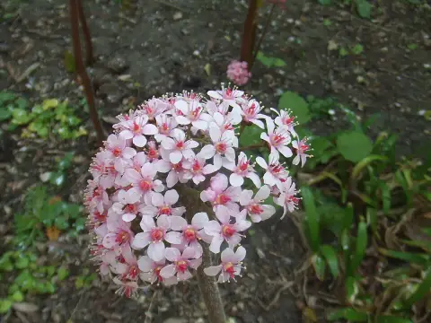 Pajzslevél / Darmera peltata 'Nana'