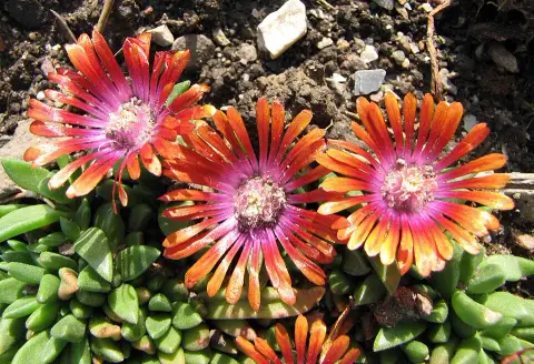 Kristályvirág / Delosperma 'Fire Spinner'