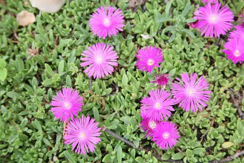 Kristályvirág / Delosperma 'Mountain Dew'