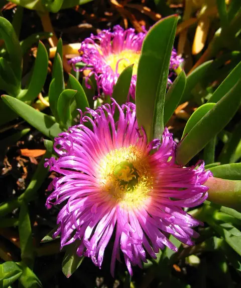 Kristályvirág / Delosperma 'Orange Crush'