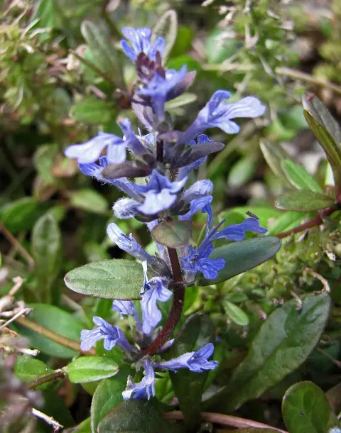 Infű / Ajuga tenorei 'Princess Nadia'