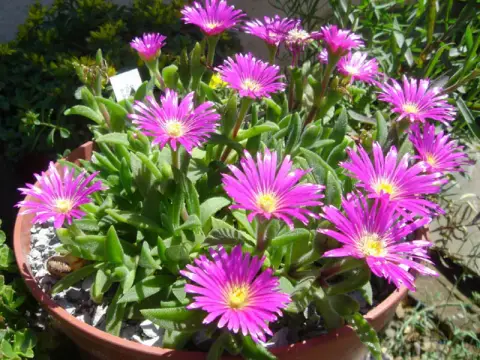 Kristályvirág / Delosperma sutherlandii