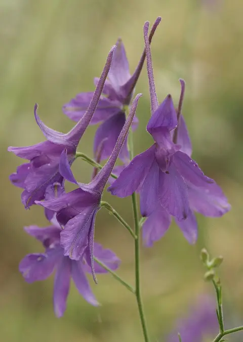 Szarkaláb / Delphinium DELGENIUS® 'Chantay'