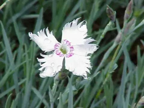 Szegfű / Dianthus 'Whatfield Magenta'