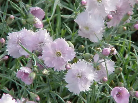 Pünkösdi szegfű / Dianthus gratianopolitanus 'Whatfield Gem'