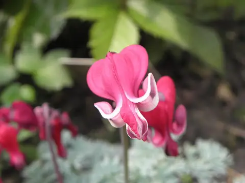 Szívvirág / Dicentra 'Burning Hearts'