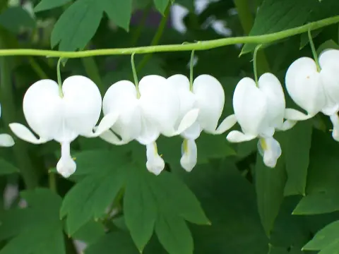 Nagy szívvirág / Dicentra spectabilis 'Alba'