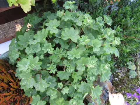 Törpe palástfű / Alchemilla erythropoda 'Alma'