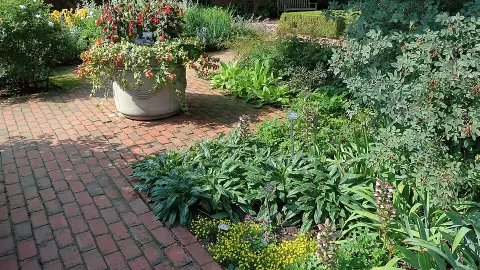Balkáni medveköröm / Acanthus hungaricus 'White Lips'