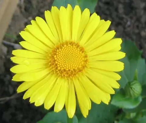 Keleti zergevirág / Doronicum orientale 'Little Leo'