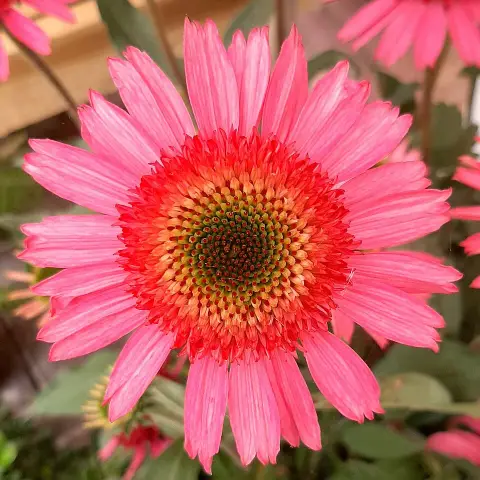 Kasvirág / Echinacea 'Delicious Nougat'