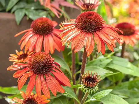 Kasvirág / Echinacea 'Fiery Meadow Mama'