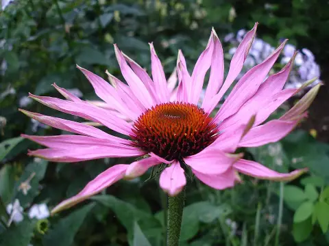 Kasvirág / Echinacea 'Irresistible'